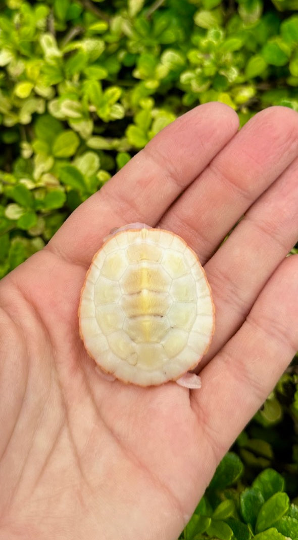 Albino Pink Belly Side Neck Turtle