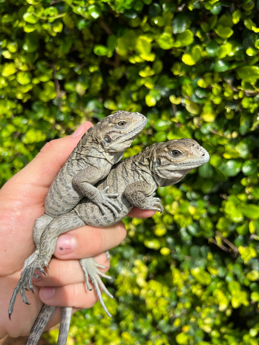 Rhino Iguana- $300