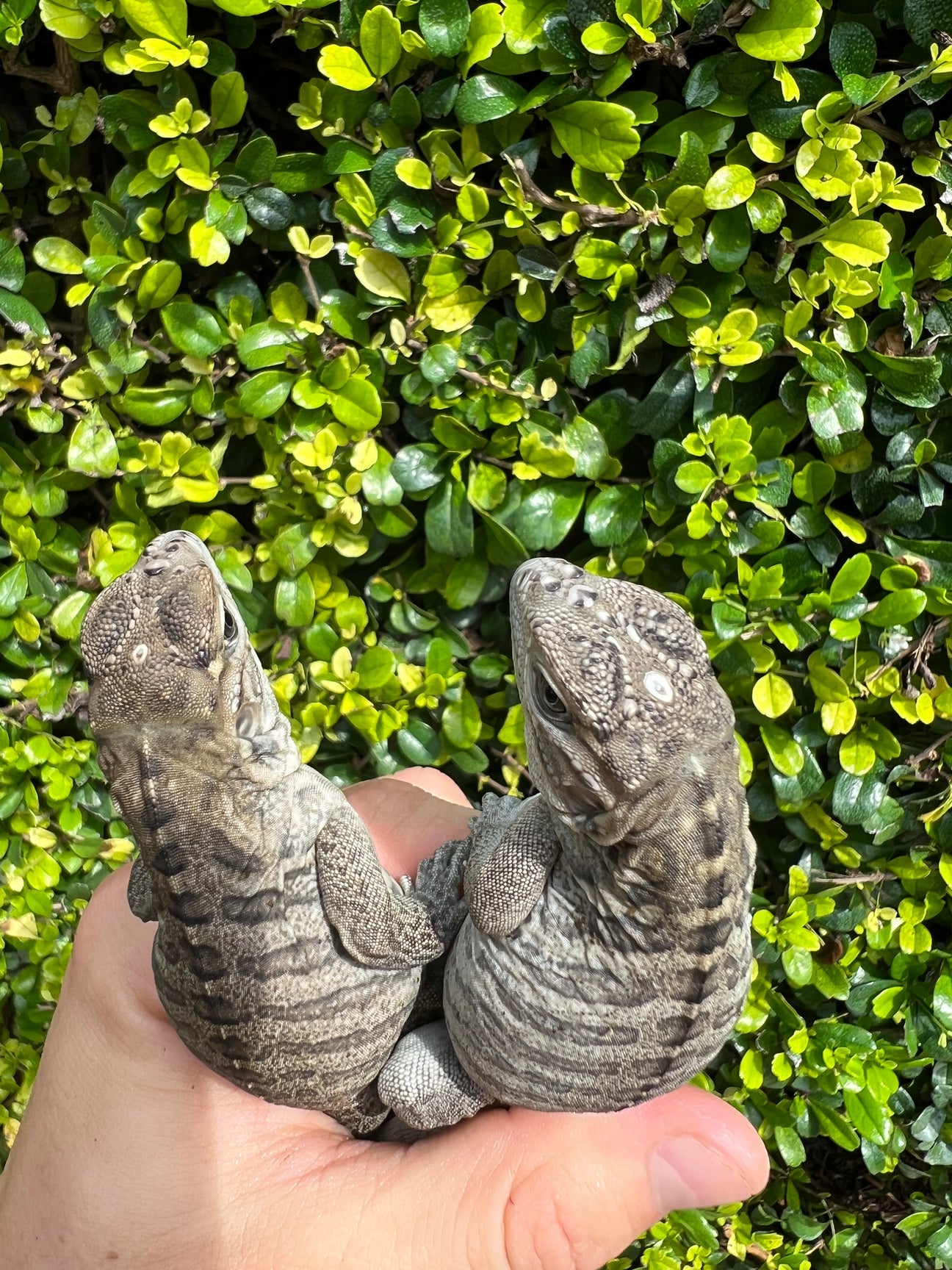 Rhino Iguana- $300
