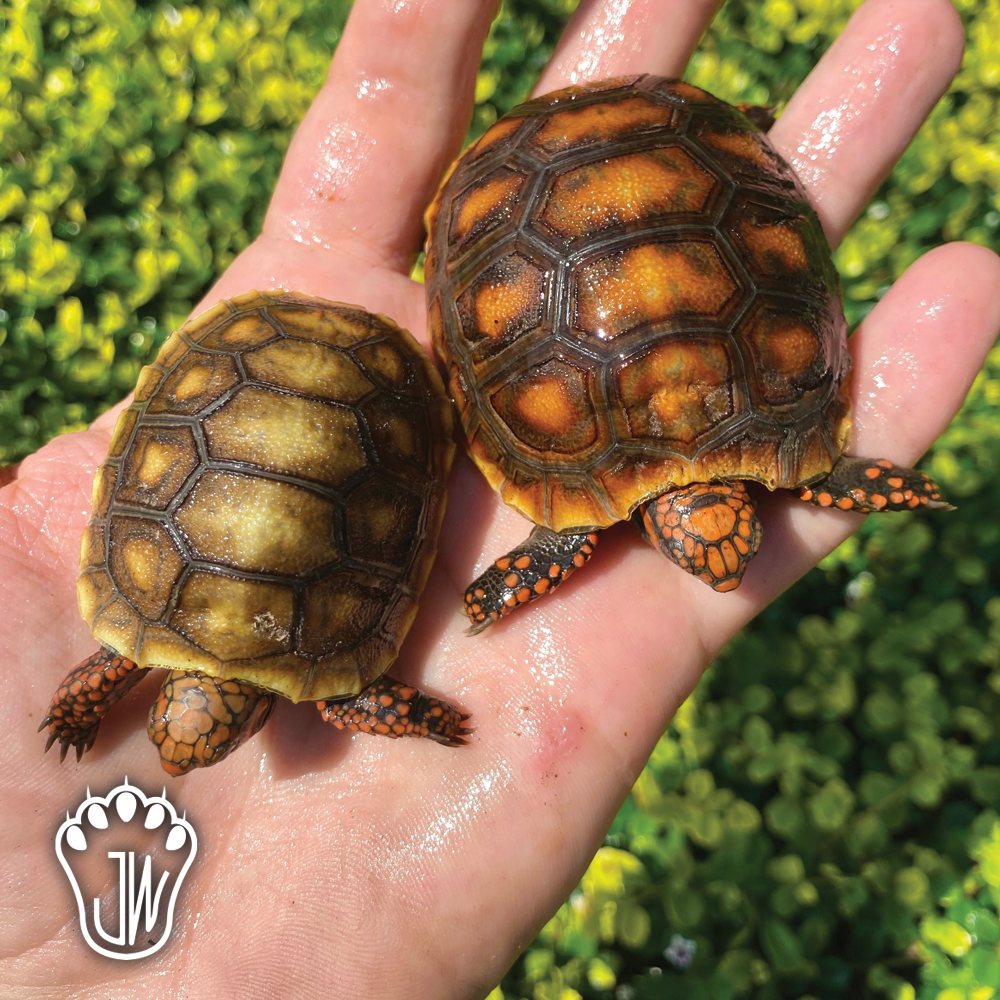 Bright Orange Redfoot Tortoise