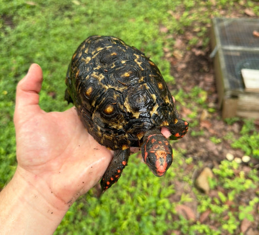 3 year old cherryhead - high marble