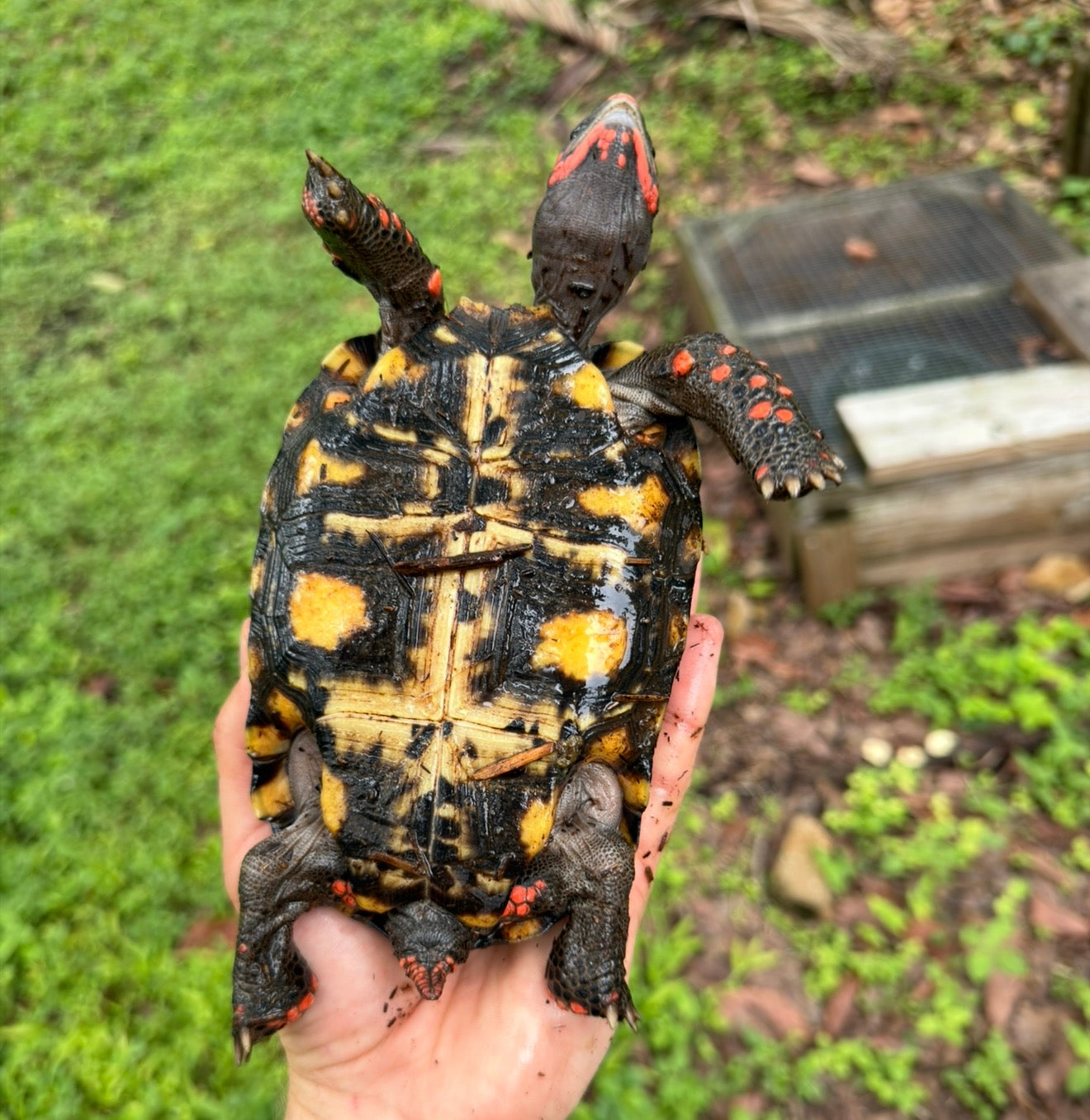 3 year old cherryhead - high marble