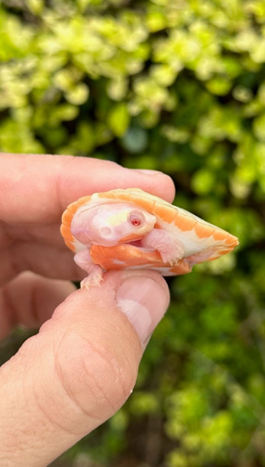 Albino Pink Belly Side Neck Turtle