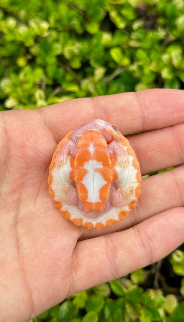 Albino Pink Belly Side Neck Turtle