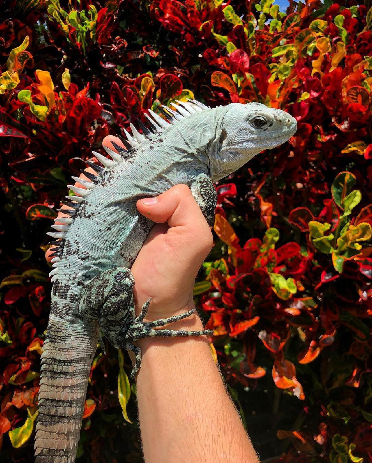 Jacob Feder Bakeri Spiny tail iguana (C. Bakeri) – Jacob Feder